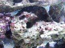 Cross Dressing Sponge Crab 4 Cross Dressing Sponge Crab 4