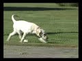 White Lab Male Puppy - leash and command training session