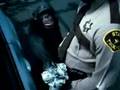 THE GREATEST TRUNK MONKEY COMPILATION EVER!!