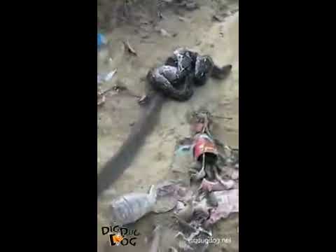 Python dead fighting King Cobra in Malaysia