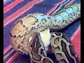 burmese-python-eat-fat-chick.html