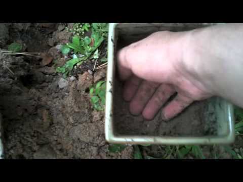 how to transplant bonsai tree