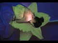 Little Dragon – Ritual Union