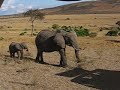 Kenia olifanten..... Kenia olifanten.....