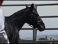 05 How to Hobble a Young Horse pt2 05 How to Hobble a Young Horse pt2