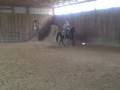Silverstone Juanita Ash - bridleless