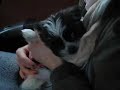 Shih tzu puppy Milton 7,5 weeks