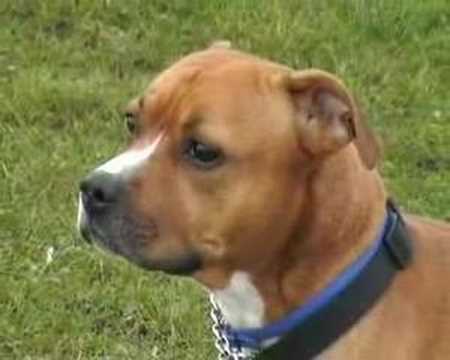 staffature bull terrier