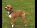 Savage Staffordshire Bull Terriers ? Savage Staffordshire Bull Terriers ?