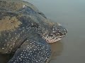 Leatherback