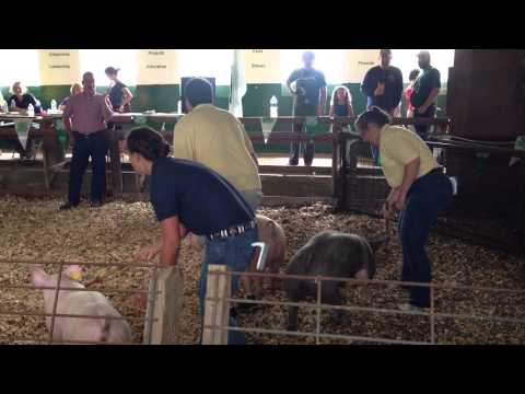 how to train a pig for 4-h