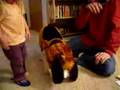 halloween dog costume, dress up your pooch