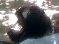 parolos 4ever peddypapper avessadas