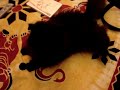 Gatto RUFU persiano nero...