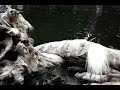 Pelicans, Egrets and Herons
