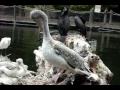 Pelicans, Egrets and Herons