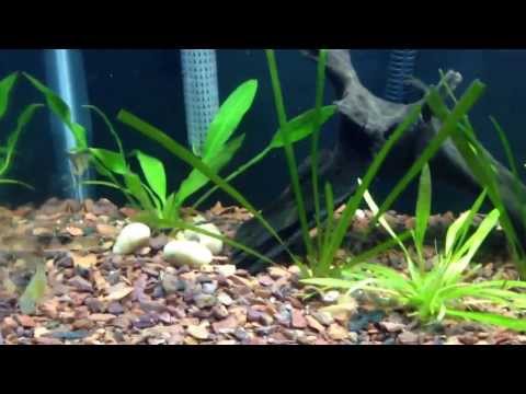 how to adjust ph in aquarium