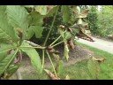 How to ID Aesculus hippocastanum