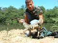zilla the iguana