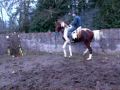 caballo  de venta 12