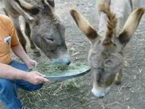 Shrek Donkey: Perry the REAL Shrek Donkey