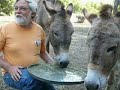 Shrek Donkey Dreamworks Shrek3 Barron Park BolPark