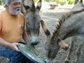 pdi/dreamworks did not have to look far to find the real life model for the quirky donkey in shrek. a miniature donkey named perry was in nearby barron park, ca at bol park. actually, miner forty-niner was first considered, but perry quickly won their hearts. 
you can actually visit both donkeys at bol park on sunday mornings (9:30-10-30, weather permitting) and at the nearby corral (right over the joggers footbridge from bol park proper.) 
see http://www.bpaonline.org for the park's website, and follow link to the donkey page, with photos and stories.
bol park is located on laguna avenue between barron and matadero avenues. matadero intersects el camino real. 
the donkeys are taken from their corral and walked to the grassy area of the park on most sundays mornings at 9:30 am. as doug moran explains in the video, the donkeys are desert animals and do not digest non-hay foods. no apples, no carrots, please! don't feed the donkeys.
hey, i scooped the news media. see our local station's video about perry, and how he was paid only $75 to be the model. they say it costs $5,000 a year to care for each donkey. unfair to burrows! ;-)
http://video.nbc11.com/player/?id=114711