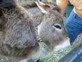 Shrek Donkey: Perry the REAL Shrek Donkey