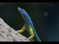 Planet Earth(2006) Flat Lizards Feeding