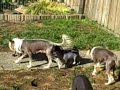 Oct 31 2008 - pups3