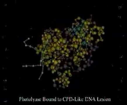how to repair pyrimidine dimers