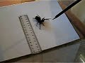 BIG Crazy spider / trapdoor / funnelweb