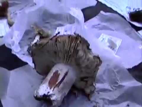 how to kill fungus mushrooms