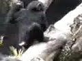 monkey