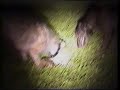lamping fox with lurchers