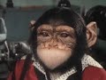 Monkee VS man memory Report get the facts