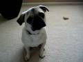 Ozzie the Pug-let
