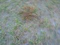 Coral Snake in flight.  This is footage of how fast a coral snake can move.