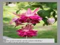 Bloemen en waarhedenvan WINTERGIRL42@JENNY