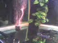 Tornado in the tank 2
