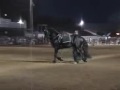 Matrix Long lining Friesians Matrix Long lining Friesians
