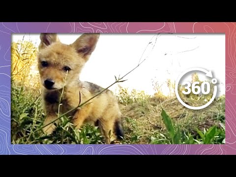 Cute Jackal Pups in 4K 360 Playing Like Dogs (Wildlife and Nature) - YouTube