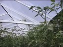 Greenhouse Kosovo Greenhouse Kosovo
