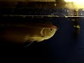 22 inch sliver arowana 22 inch sliver arowana