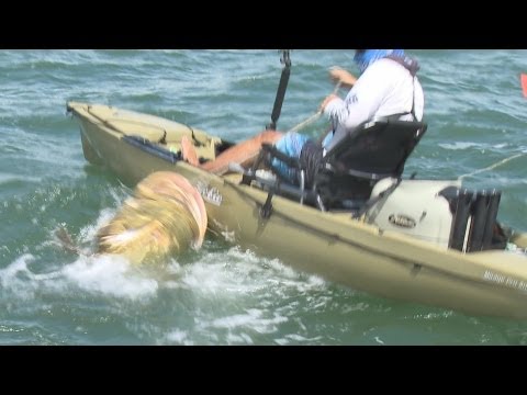 fish - Kayaker Jim lands possibly the largest fish ever on a Kayak in Sanibel, Florida on the Chew On This Saltwater Fishing Show with Captain Ben Chancey. You can ...