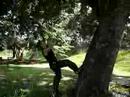 tree flip