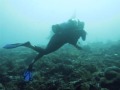 Manta Curiosity