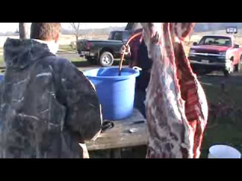 how to harvest deer