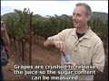 Part 1:Merlot Harvest Crush 2008 Landon Winery at stagecoach vineyard