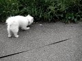 Delphy Meets Snowwhite Doggy...